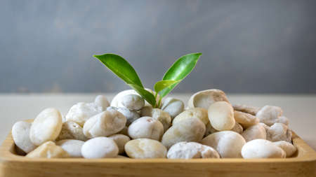 Leaves nature  on white rocks.Small green plant growing from white rocks nature concept.の写真素材