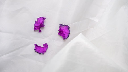flower purple on a white background top viewの写真素材