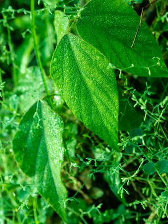 leaves close up beautiful nature