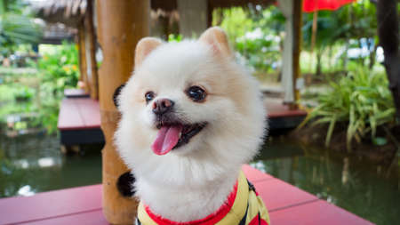 white pomeranian close upの写真素材
