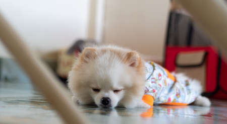 dog sleep pomeranian whiteの写真素材