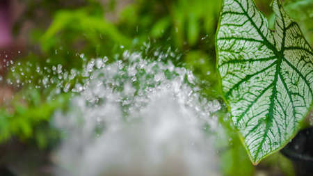 water droplets on tree leavesの写真素材