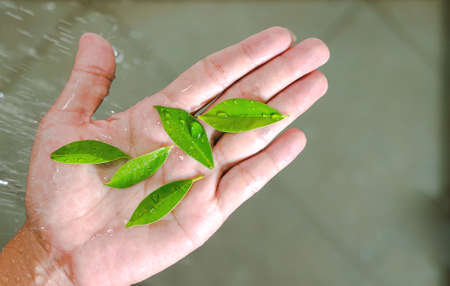 leaves in hand and water top view.Nature fresh conceptの写真素材