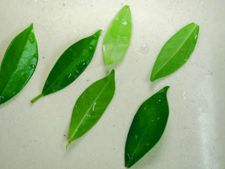 leaves water top view.Nature fresh conceptの写真素材