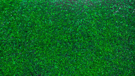 nature green background or textureの写真素材