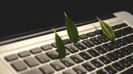 Leaves nature and keyboard.Small green plant growing from white computer keyboard.Technology with...