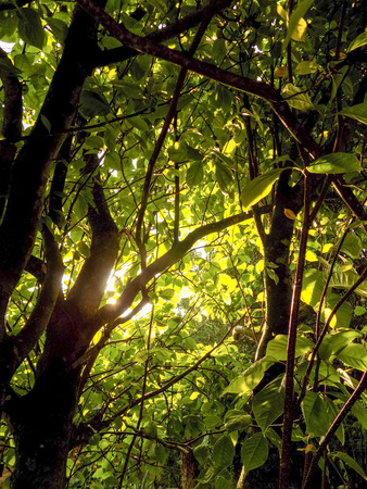 Sunset through the Chinese Magnoliaの写真素材