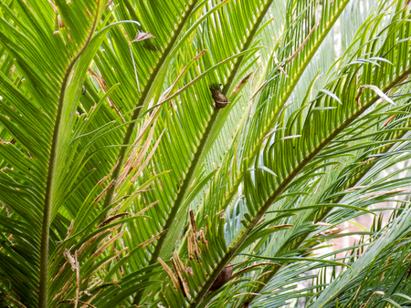 Drakensburg Cycadの写真素材