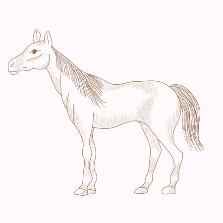 Hand drawn horse, pencil drawing of mare with long mane and tail, vector illustrationのイラスト素材