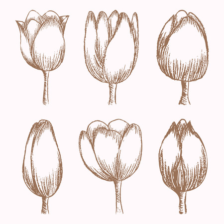 Hand drawn tulips at different stages of growth, bud and blossomed flower, cute doodling flowers sketch, vector illustrationのイラスト素材
