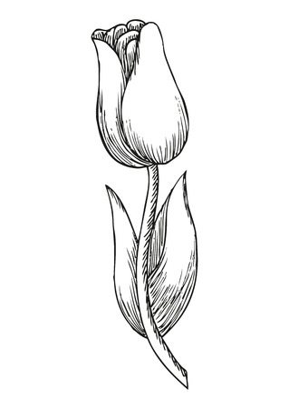 Hand drawn tulip, cute doodling flower sketch, vector illustrationのイラスト素材