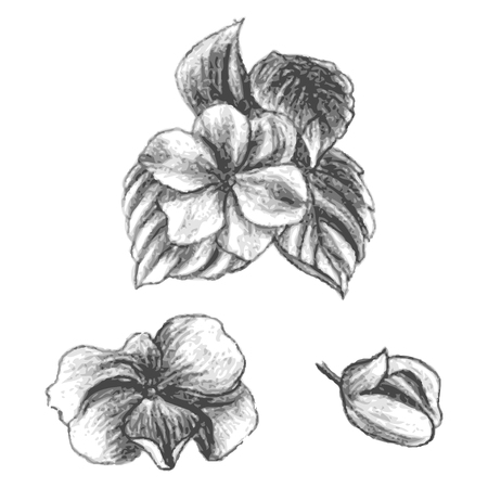 Hand drawn balsams at different stages of growth, impatiens walleriana, bud and blossomed flower with leafs, cute flowers sketch, vector illustrationのイラスト素材