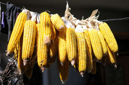 Yellow dry corn hanging on rope with natural organic concept.