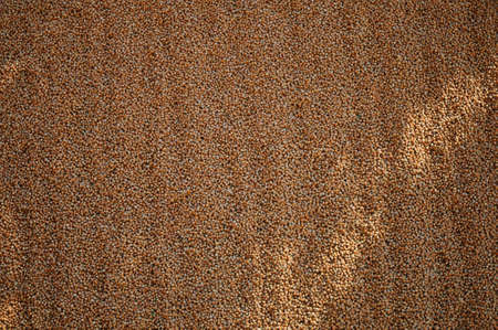 Close up hazelnuts. Hazelnut composition and backgorund. Turkish hazelnuts. organic natural food....