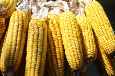 Yellow dry corn hanging on rope with natural organic concept.