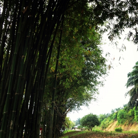 bamboo treesの素材