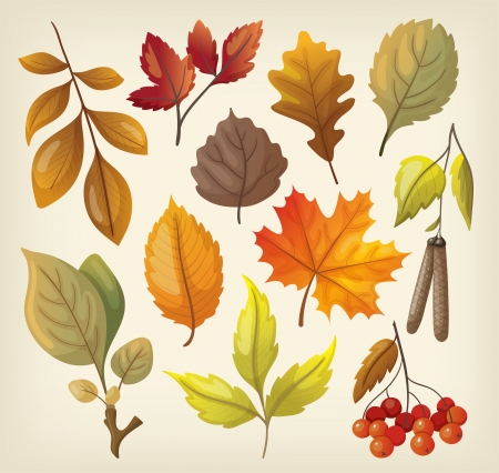 Set of colorful isolated autumn leaves のイラスト素材
