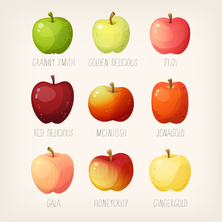 Set of apples with names. Variety of fruit for different purposes.のイラスト素材