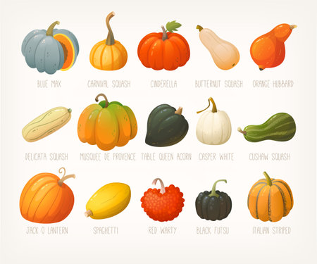 Big variety of pumpkins with names. List of famous squashes pumpkins and gourds. Pumpkins for halloween decorations. Isolated vector clip artsのイラスト素材