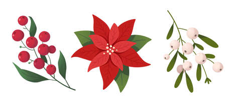Isolated vector images of plants and flowers used as decorations at Christmas season.のイラスト素材