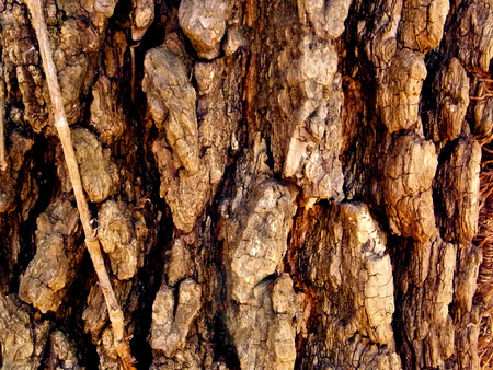 This bark was found in the rolling hills of Missouri. It shows the trees unique detail!