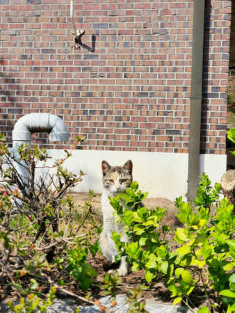 Wild cat wild catの写真素材