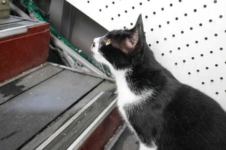 Wild cat wild catの写真素材