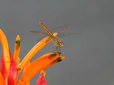 dragonfly の写真素材
