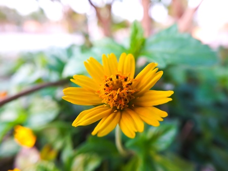 The yellow cosmosの写真素材