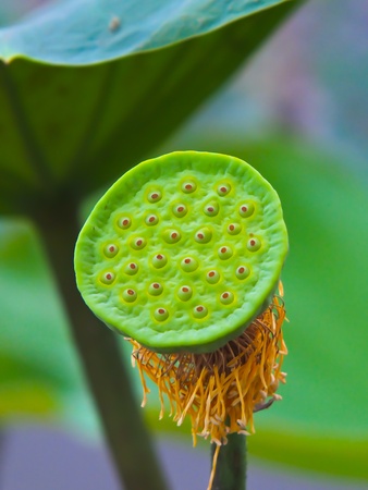 lotus pod in the swamp の写真素材