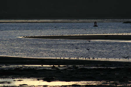 Seabirds line the margins of the Clyde Estuary at low tide in the evening lightの写真素材