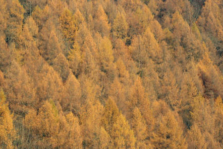 Larch trees on a Perthshire hillside illuminated by late autumn sunshine