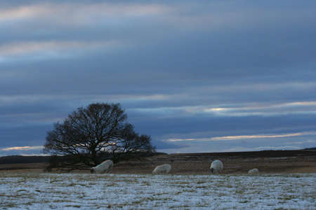 A lone bare tree and some sheep punctuate a bleak winter landscape on Kippen Muir, Scotlandの写真素材
