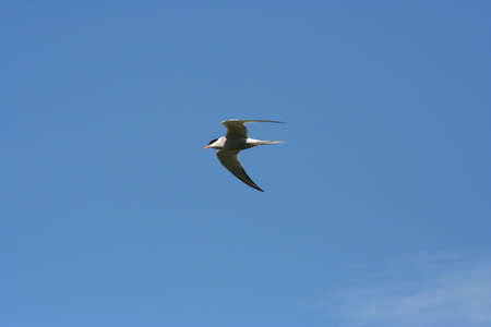 A common tern flying neart Ghearadha Beach, Lewis, Western Isles
