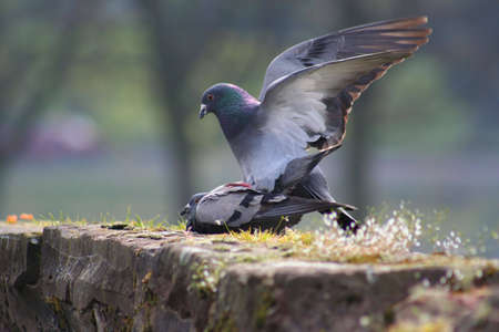 Two pigeons mating in the springtimeの写真素材