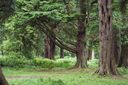 Mature woodland scene in the summer timeの写真素材