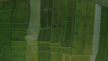 From top to bottom, texture of rice fields, background video of attractions in Bali. Green rice...
