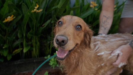 A man washes a golden retriever dog in the yard against the background of green vegetation. Portrait of a dog in foam while washing. Close-up of the dogs face and the hands of the owner.の写真素材