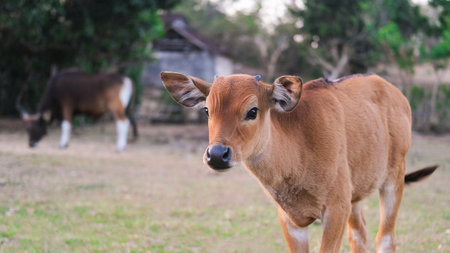 Brown calf grazes on a farm and looks at the camera Agriculture and animal farmsの写真素材