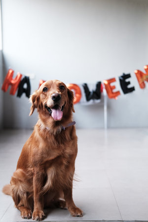 A Golden Retriever dog sits against a background of Halloween balls. Preparations for Halloween...