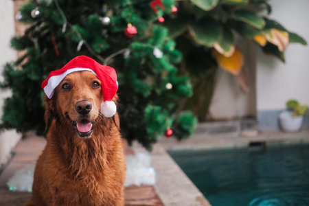 Foreground of a wet golden retriever dog in a Santa hat sitting next to a swimming pool against the backdrop of a Christmas tree. Funny Christmas dog. New Year in the summer in the tropics. Nativity.の写真素材