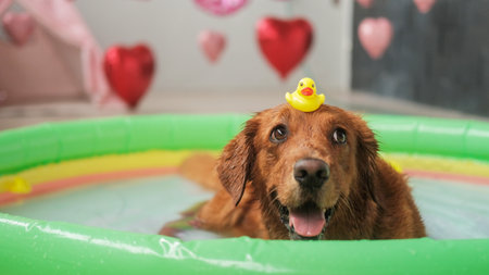 Portrait of a Golden Retriever dog, which lies in an inflatable pool in the water and holds a small toy yellow duck on its head. Against the backdrop of Valentines Day decorations with balloon hearts.の写真素材