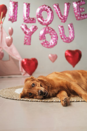 Valentines Day dog. Golden Retriever lies on a background of balloons in the shape of red hearts and the inscription I love you, with a funny face. Honeymoon dog, pet store poster.の写真素材
