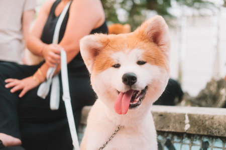 Close portrait of a Japanese Akita Inu dog. She sticks her tongue out from the heat and overheating...