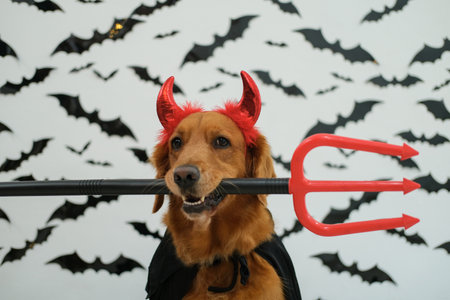 Halloween dog. Portrait of a golden retriever in a devil costume with a trident in his teeth and red...