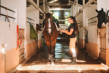 Banner with young woman rider in equestrian uniform in stable saddling her horse. Horse riding training. She throws saddle on brown horses back and fastens it. Authentic village barn.の写真素材