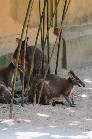 Portrait of several specimens of small Australian kangaroo Wallaby which is placed in the zoo against the background of a rock. Cute small marsupials.の写真素材