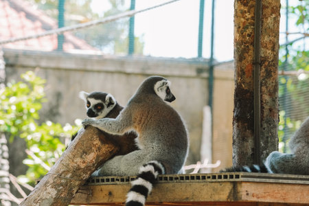 A group of ring-tailed lemurs are relaxing at the zoo. They are lying down and looking away with...