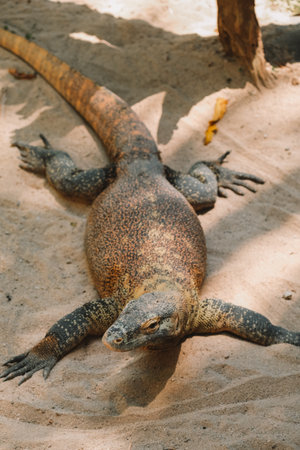 A top down view of a huge Komodo Dragon lying on the ground at the zoo. It has huge paws and a powerful tail.の写真素材