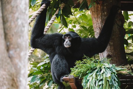 Portrait of a gibbon of the siamang species, sitting on a tree with its long arms raised and looking away. Leaves lie next to it. The endangered species is protected in the reserve.の写真素材